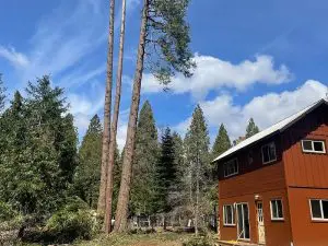 Hazardous Tree Removal Service