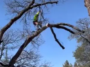 Project - Removing a Hazardous Tree