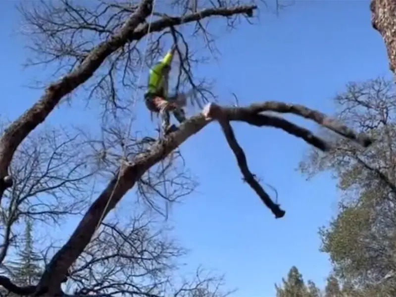 Project - Removing a Hazardous Tree