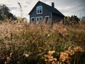 Vegetation Management | Vegetation Clearing | Vegetation Removal