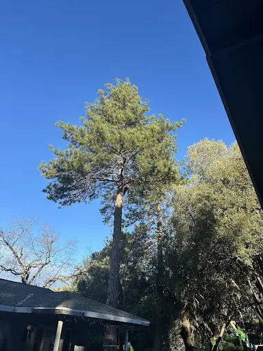 tree service placerville