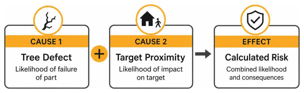 Cause and effect chain showing tree defect combined with target proximity leading to calculated risk
