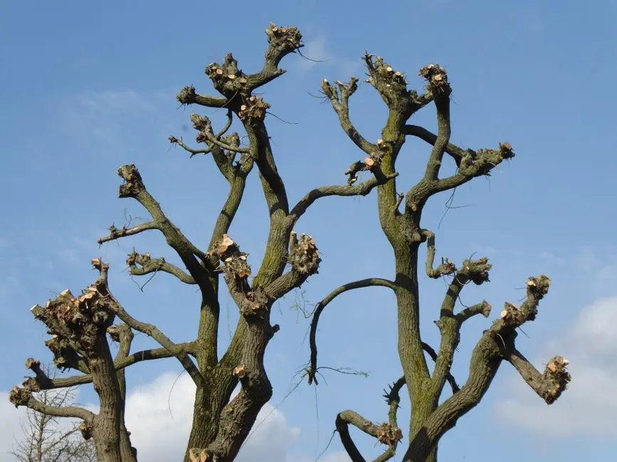 tree topping service
