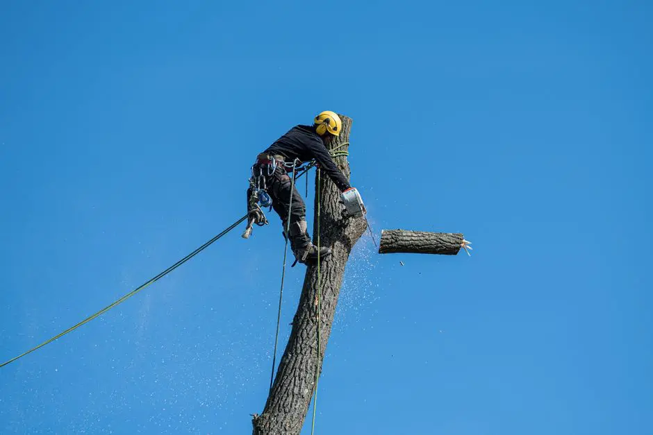 tree removal insured company