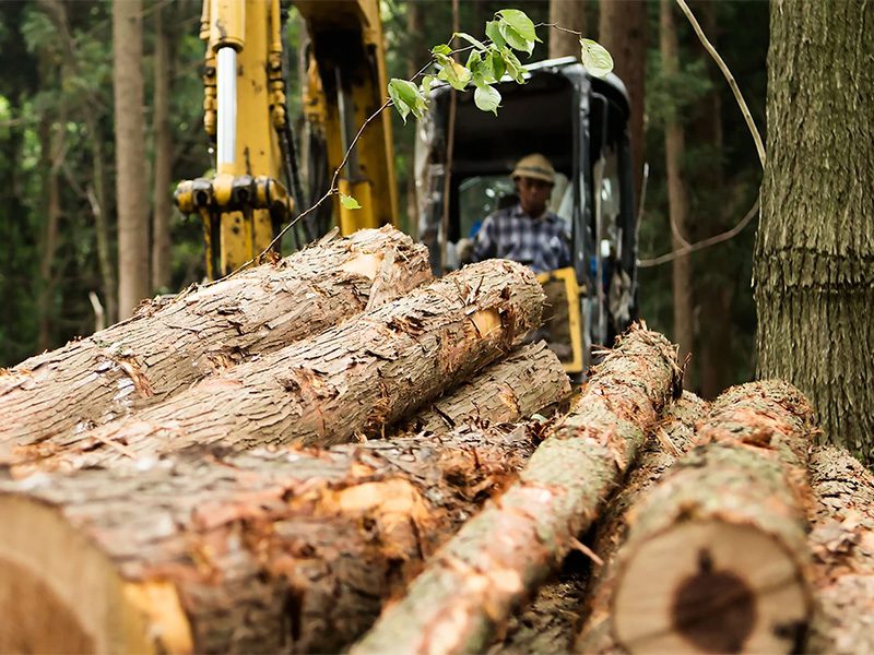 Tree Service, Defensible Space, Land Clearing Placerville, South Lake
